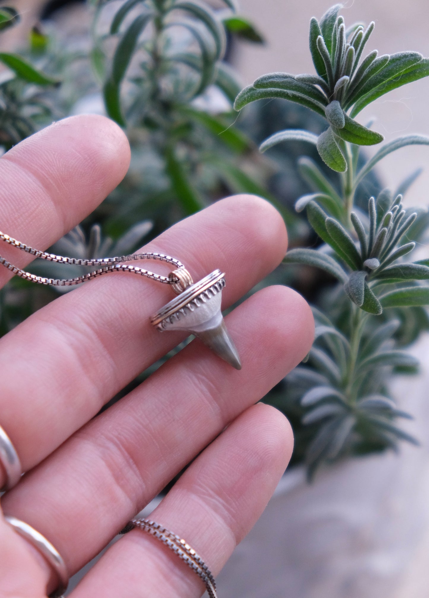 Shark Bait Pendant Necklace, Fossilized Tooth, Sterling & 10kt